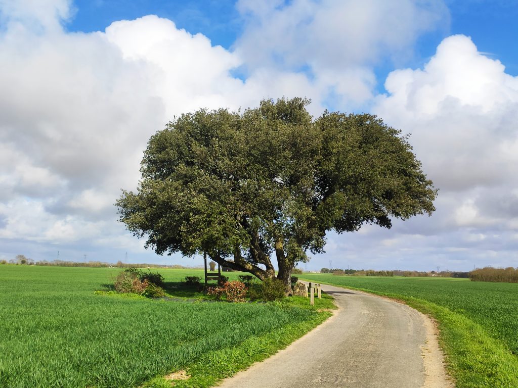 Le chêne vert